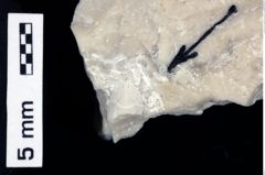 Foto (Detailansicht) von Cracensigillatus acutirostris (Moericke, 1889) (NHMW-GEO-1990-0041-0531)